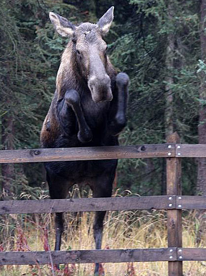 moose-jump