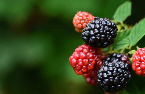 File:Alaska wild berries.jpg - Wikipedia