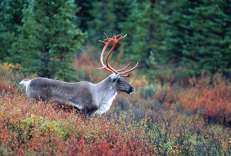 AlaskaWildBerry-Caribou