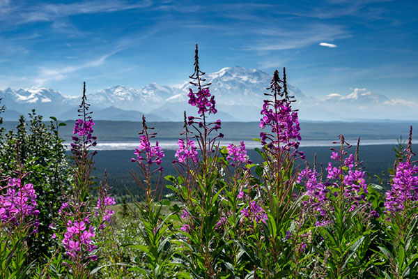 Fireweed