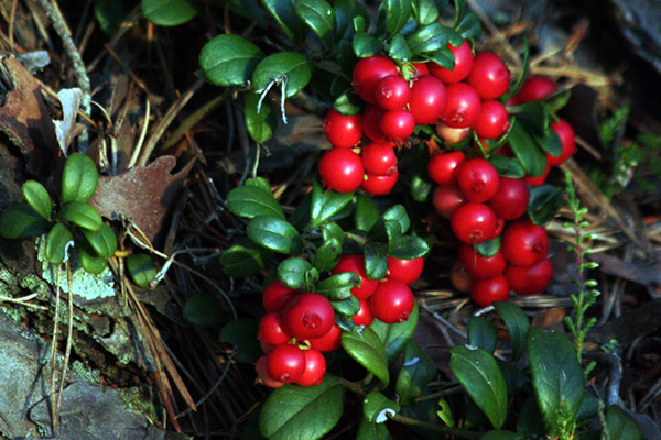 AlaskaWildBerry-Lingonberries