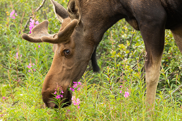 AlaskaWildBerry-Moose1