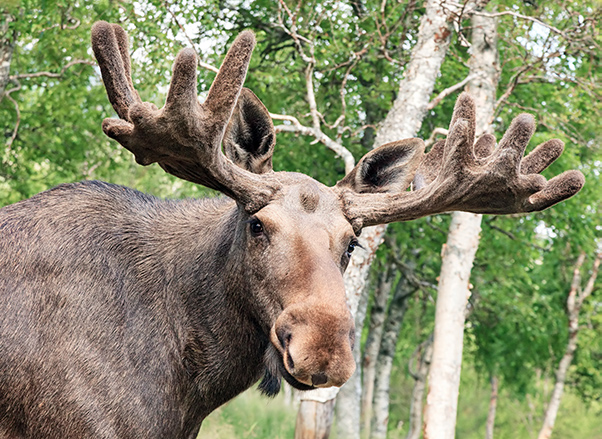 AlaskaWildBerry-Moose2