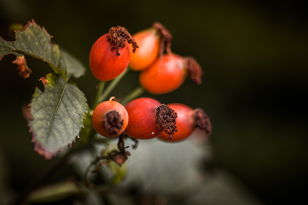 AlaskaWildBerry-RoseHips