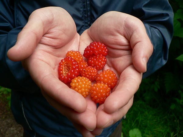 Wild Salmonberries