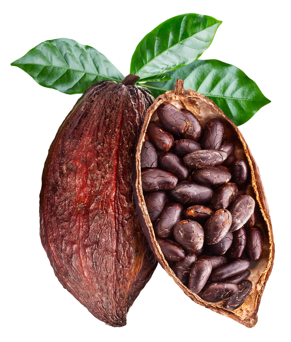 Open cocoa pod with cocoa seeds which is hanging from the branch. Conceptual photo. Clipping path.