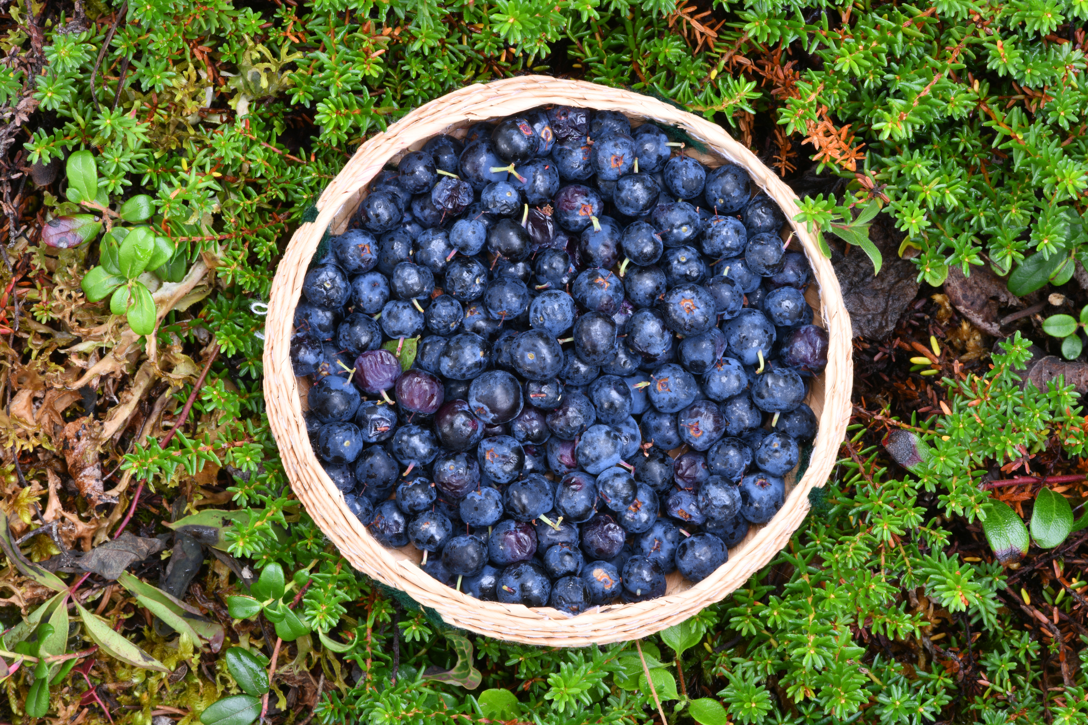 File:Alaska wild berries.jpg - Wikipedia