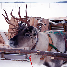 Alaskan Reindeer