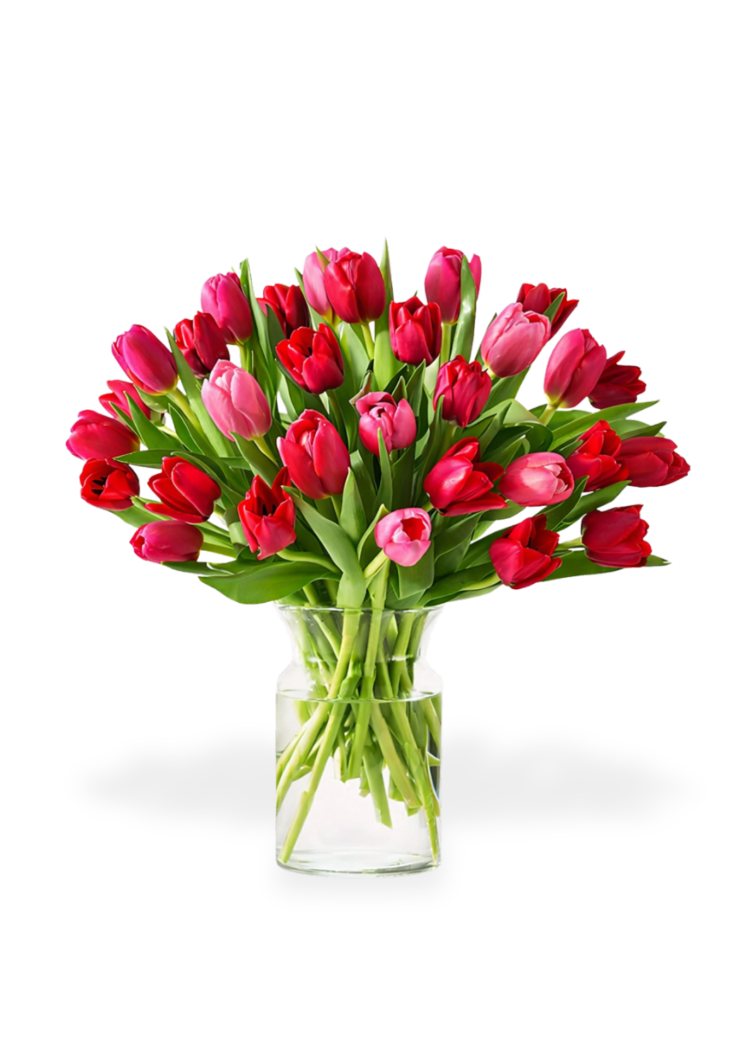 Sweetheart Tulips